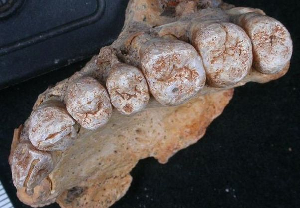 В Израиле нашли небольшой обломок человеческой челюсти, чей возраст около 177-194 тысяч лет. 