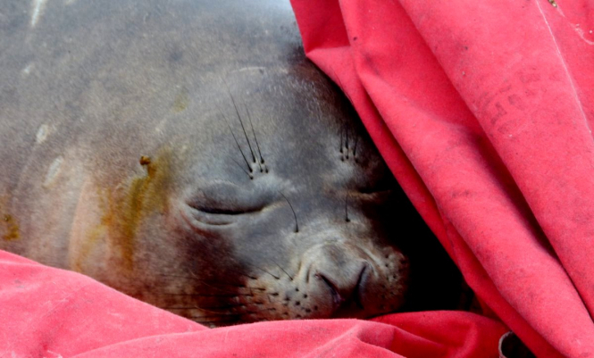 Неподалеку украинской станции в Антарктиде "Академик Вернадский" задремал морской слон. 