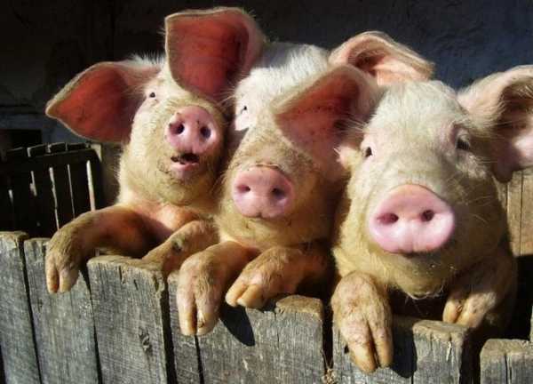Среди всех государств-членов ЕС, Дания единственная, где свиней больше, чем людей - на 100 человек приходится 215 свиней. 