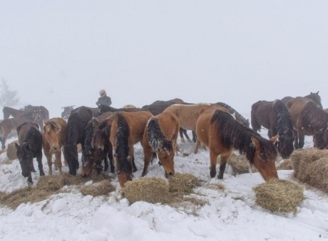 Болгарская прокуратура начала расследование в отношении владельца табуна около 100 лошадей после того, как большое количество животных было найдено мертвыми в заснеженных горах. 