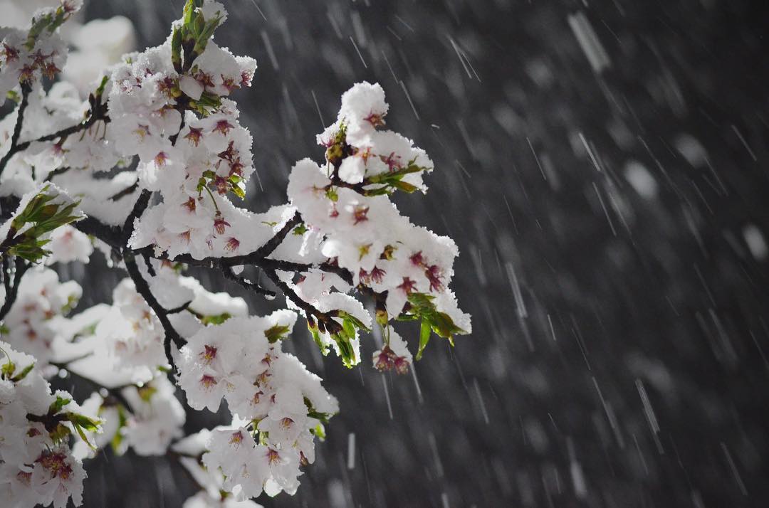 В префектуре Фукуи на побережье Японского моря впервые за последние 17 лет в апреле выпал снег. 