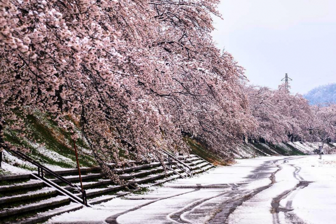 В префектуре Фукуи на побережье Японского моря впервые за последние 17 лет в апреле выпал снег. 