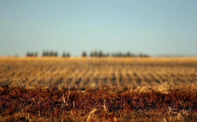 Президент Украины Петр Порошенко заявил, что мораторий на продажу земель сельскохозяйственного назначения тормозит развитие аграрного рынка, сдерживает приход инвесторов и лишает граждан возможности реализовать свои конституционные права. 