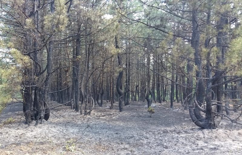 В лесополосе Северодонецкого лесхоза, вблизи населенного пункта Боровское, произошел пожар в результате артиллерийского обстрела боевиков "ЛНР". 