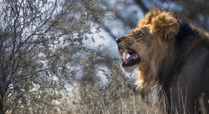 Подозреваемый в незаконной охоте на хищных животных стал пищей для львов на территории национального парка Крюгер в Южной Африке. 