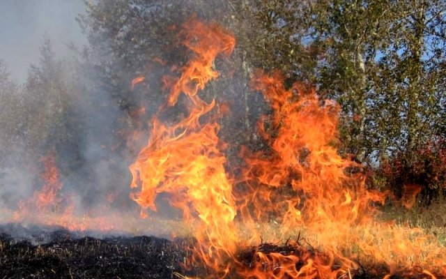 На территории Раденска лесничества Алешковского района Херсонской области произошел пожар площадью не менее 20 гектаров. 