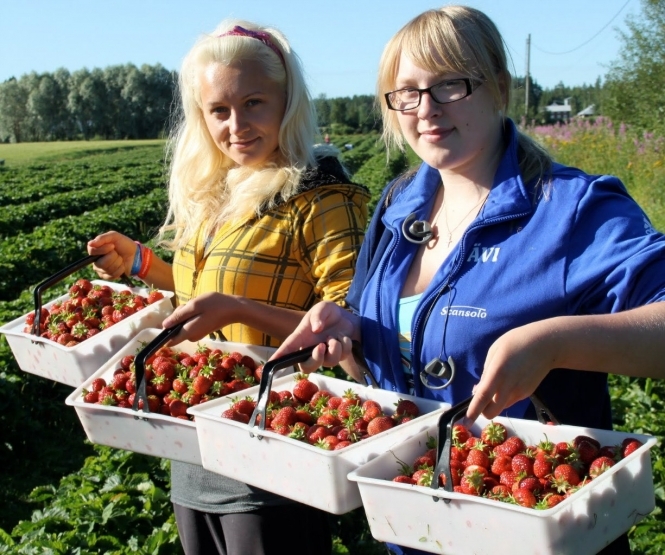 В Польше до 40% урожая клубники может остаться несобранным из-за нехватки работников из-за восточной границы, в частности Украины. 