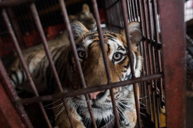 Парламент Португалии проголосовал за закон, запрещающий использование диких животных в цирках. 