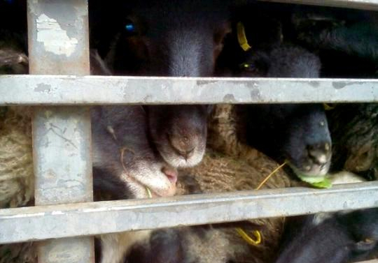 В Одесской области зоозащитники перекрыли дорогу на Черноморск через овец в городском порту, которых не кормят и собираются убить. 