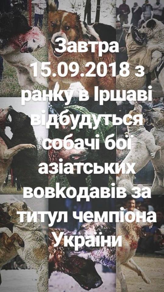 На Закарпатье местные СМИ сообщают, что в городе Иршава 15 сентября вроде состоялись собачьи бои. 