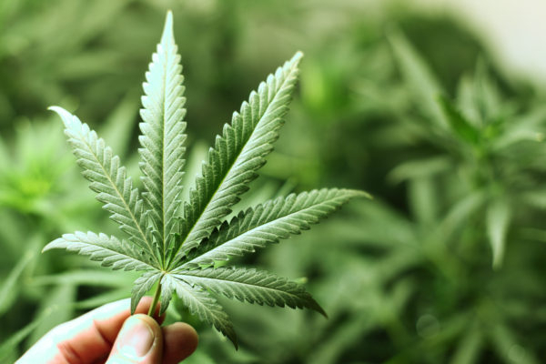 В Киеве и Киевской области полиция разоблачила теплицы, где правонарушители выращивали марихуану методом "гидропоники", а затем перерабатывали и фасовали. 