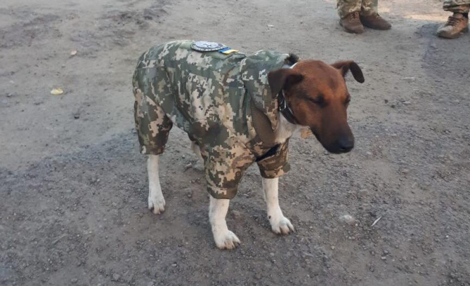 Собаке офицера 72-й отдельной механизированной бригады пошили форму. 