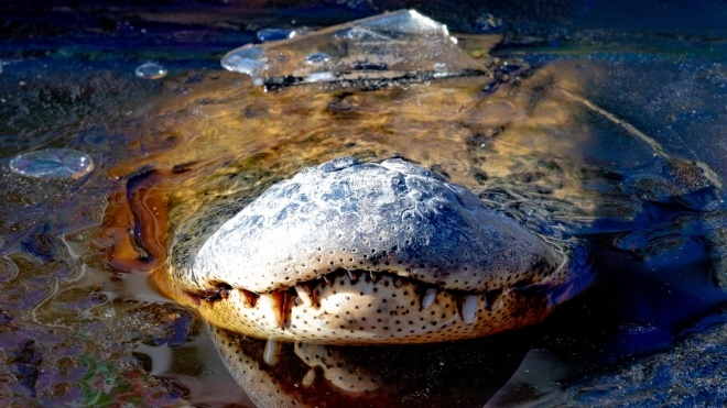 В США в национальном Болотном парка реки Шаллотт в Северной Каролине (The Swamp Park) аллигаторы вмерзли в лед за сильных морозов. 