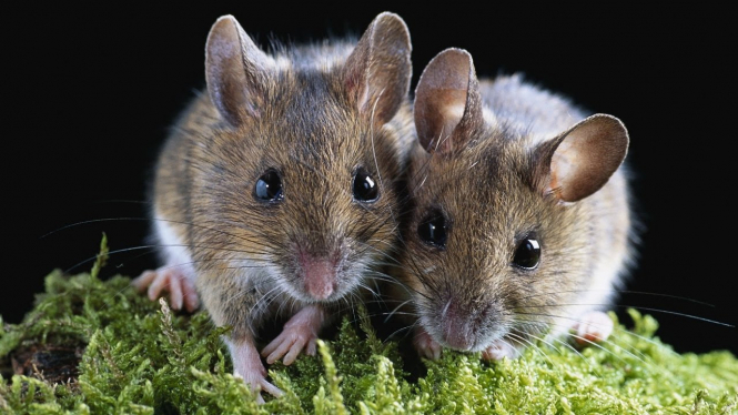 Полицейские графства Дербишир в Великобритании спасли домашнюю мышь-песчанка, которая осталась одна, так как ее хозяин попал в тюрьму. 
